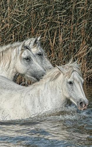 Notebook: horses mane mare horse mammals nature white