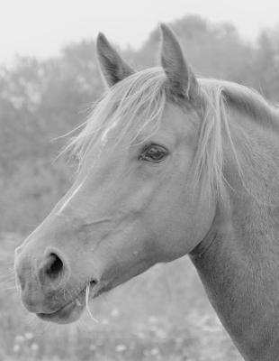 Wild Horse Study Planner and Homework Helper: For School Students