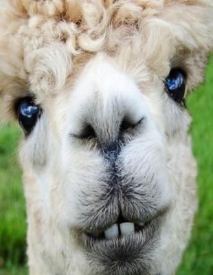 Alpaca Journal Composition Notebook: 8.5 x 11 150 page Blank College Lined Book Funny Animal Notepad or To Do List for Llama and Alpaca Lover Gifts