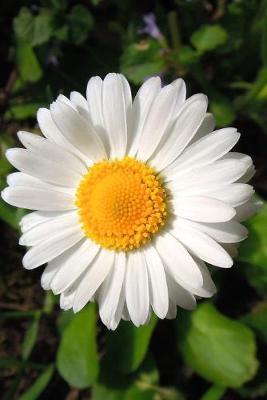 Ox-Eye Daisy Journal: 150 Page Lined Notebook/Diary