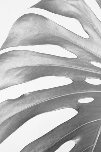 Notebook: for black and white photography lover, monstera close-up