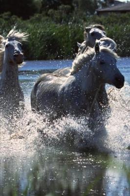 2020 Weekly Planner Horse Photo Equine Ponies Crossing Water 134 Pages: 2020 Planners Calendars Organizers Datebooks Appointment Books Agendas