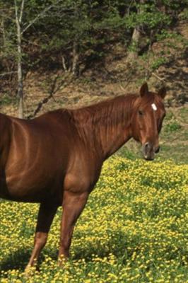 2020 Weekly Planner Horse Photo Equine Chestnut Yellow Flowers 134 Pages: 2020 Planners Calendars Organizers Datebooks Appointment Books Agendas