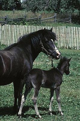 2020 Weekly Planner Horse Photo Equine Black Mare Foal 134 Pages: 2020 Planners Calendars Organizers Datebooks Appointment Books Agendas