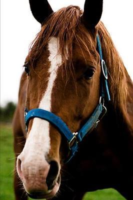 2020 Weekly Planner Horse Photo Equine Curious Chestnut 134 Pages: 2020 Planners Calendars Organizers Datebooks Appointment Books Agendas