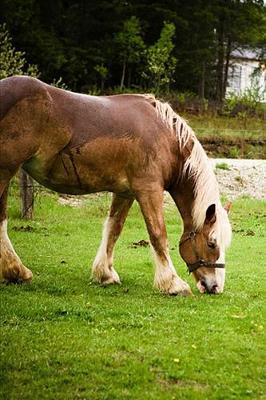 2020 Weekly Planner Horse Photo Equine Draft Grazing After Bath 134 Pages: 2020 Planners Calendars Organizers Datebooks Appointment Books Agendas