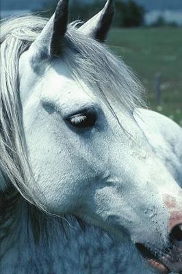 2020 Weekly Planner Horse Photo Equine Dappled Grey Flowered Pasture 134 Pages: 2020 Planners Calendars Organizers Datebooks Appointment Books Agendas