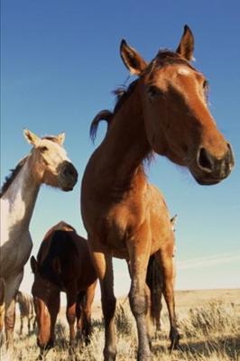 2020 Weekly Planner Horse Photo Equine Curious Horse 134 Pages: 2020 Planners Calendars Organizers Datebooks Appointment Books Agendas