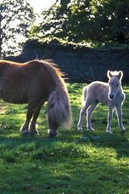 2020 Weekly Planner Horse Photo Equine Draft Mare Foal 134 Pages: 2020 Planners Calendars Organizers Datebooks Appointment Books Agendas