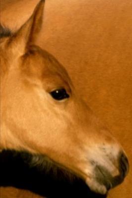 2020 Weekly Planner Horse Photo Equine Foal Closeup 134 Pages: 2020 Planners Calendars Organizers Datebooks Appointment Books Agendas