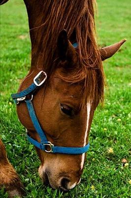 2020 Weekly Planner Horse Photo Equine Grazing Chestnut Stripe 134 Pages: 2020 Planners Calendars Organizers Datebooks Appointment Books Agendas