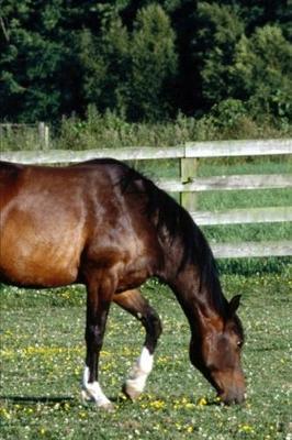 2020 Weekly Planner Horse Photo Equine Grazing Bay White Socks 134 Pages: 2020 Planners Calendars Organizers Datebooks Appointment Books Agendas