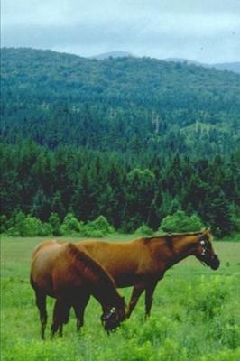 2020 Weekly Planner Horse Photo Equine Grazing Horses Mountain 134 Pages: 2020 Planners Calendars Organizers Datebooks Appointment Books Agendas