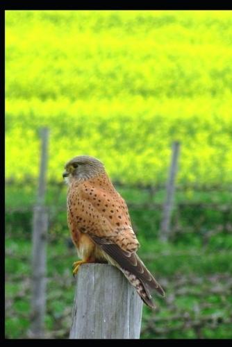 Love Letters to Life: Poetry