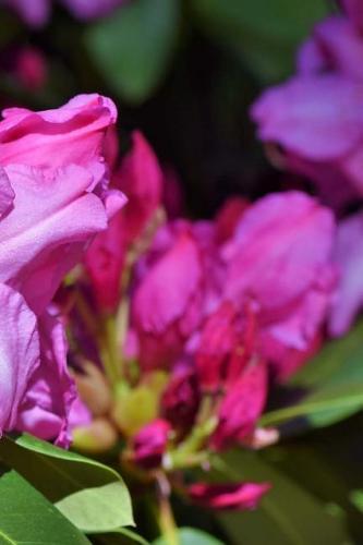 Rhododendron Notebook