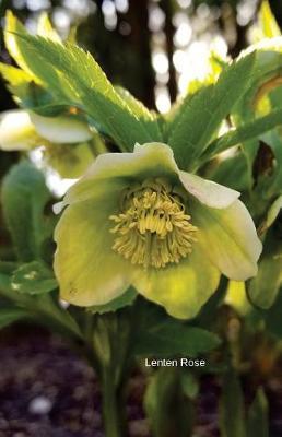 Lenten Rose: Journal