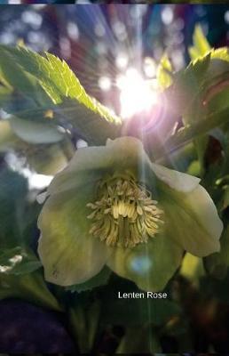 Lenten Rose: Journal