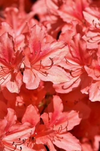 Rhododendron Notebook