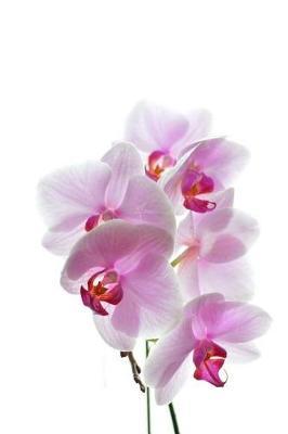 Orchids Notebook