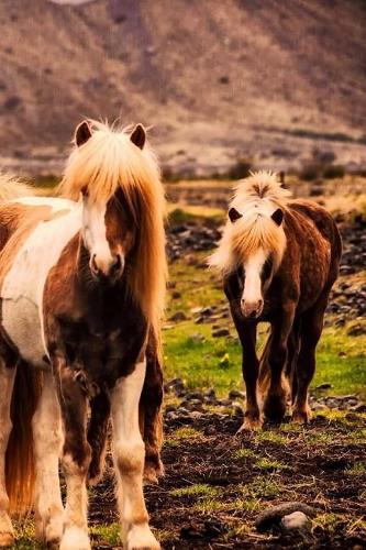 Iceland Horses Notebook