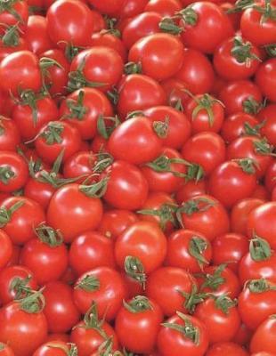 Tomatoes Notebook large Size 8.5 x 11 Ruled 150 Pages