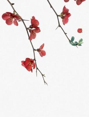 Flowering Red Quince Gone Wild Notebook: 5x5 Graph Paper 7.44x9.69 66 Sheet 132 Page Book for Flower Lovers, Teenage Girl or Woman's Diary, Men's Journal, College, High School, Elementary School Notetaking