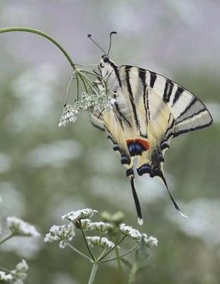 Dovetail Notebook Large Size 8.5 x 11 Ruled 150 pages Softcover