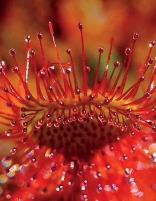 Sundew Notebook Large Size 8.5 x 11 Ruled 150 Pages Softcover