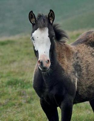Foal Notebook Large Size 8.5 x 11 Ruled 150 Pages Softcover