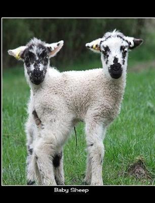 Baby Sheep: 7.44 X 9.69 Cute Lamb Sheep Baby Animals Journal Graph Ruled Paper Notebook Unique Appreciation, Birthday, Christmas, Back to School Composition Notebook Gift for Students, Friends, Teachers or Artists