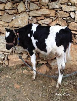 Baby Cow: 7.44 X 9.69 Cute Calf Baby Cow Baby Animals Journal College Ruled Paper Notebook Unique Appreciation, Birthday, Christmas, Back to School Composition Notebook Gift for Students, Friends, Teachers or Artists