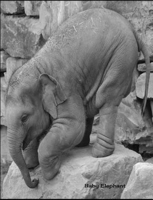 Baby Elephant: 7.44 X 9.69 Cute Baby Elephant Baby Animals Journal College Ruled Paper Notebook Unique Appreciation, Birthday, Christmas, Back to School Composition Notebook Gift for Students, Friends, Teachers or Artists