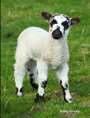 Baby Sheep: 7.44 X 9.69 Cute Lamb Baby Sheep Baby Animals Journal College Ruled Paper Notebook Unique Appreciation, Birthday, Christmas, Back to School Composition Notebook Gift for Students, Friends, Teachers or Artists