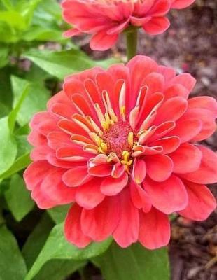 Zinnia Annual Flower Flowers Zinnias Annuals Garden Gardening Cut Flower Florist: Notebook Large Size 8.5 x 11 Ruled 150 Pages Softcover