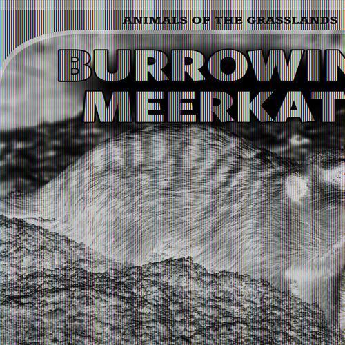 Burrowing Meerkats