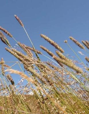 Grass Notebook Large Size 8.5 x 11 Ruled 150 Pages Softcover