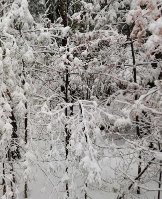 Nature Photo Winter Season School Composition Book 130 Pages: (notebook, Diary, Blank Book)