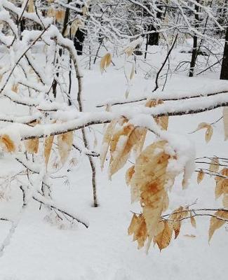 Pretty Winter Season School Composition Book 130 Pages: (notebook, Diary, Blank Book)