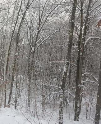 School Composition Book Winter Forest Bare Trees Snowy Groundcover 130 Pages: (notebook, Diary, Blank Book)