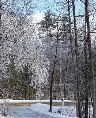 School Composition Book Winter Ice Storm Birch Tree Snow Covered 130 Pages: (notebook, Diary, Blank Book)