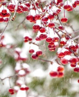 Winter Berries Red White Christmas Colors Snowstorm School Comp Book 130 Pages: (Notebook, Diary, Blank Book)