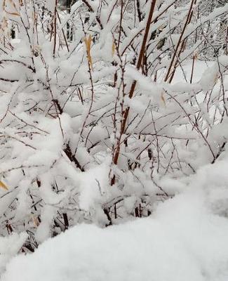 Winter School Composition Book Forest Snowstorm 130 Pages: (Notebook, Diary, Blank Book)