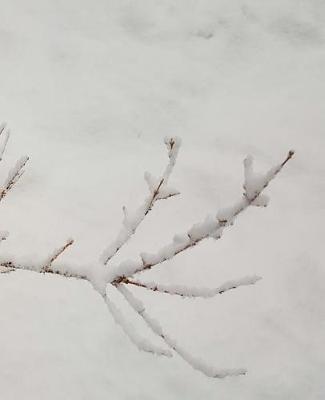 Winter School Composition Book Pretty Branch 130 Pages: (Notebook, Diary, Blank Book)