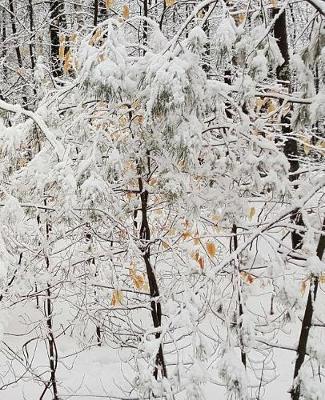 Winter School Composition Book Snowstorm Small Trees 130 Pages: (notebook, Diary, Blank Book)