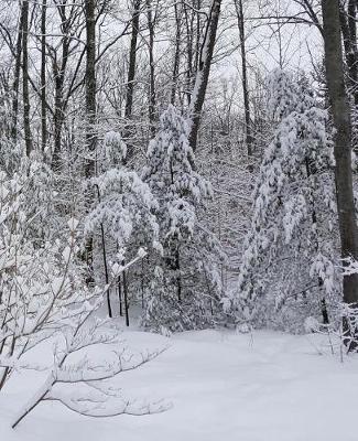 Winter School Composition Book Snowy Woods Photo 130 Pages: (notebook, Diary, Blank Book)