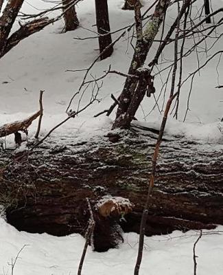 Winter School Composition Book Storm Snow Covered Tree 130 Pages: (notebook, Diary, Blank Book)