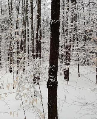 Winter Season School Composition Book Forest 130 Pages: (notebook, Diary, Blank Book)