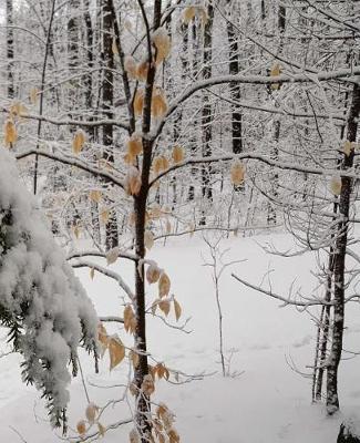 Winter Season School Composition Book Snowy Woods 130 Pages: (notebook, Diary, Blank Book)