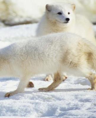 Winter Theme School Composition Book Animals 130 Pages: (notebook, Diary, Blank Book)