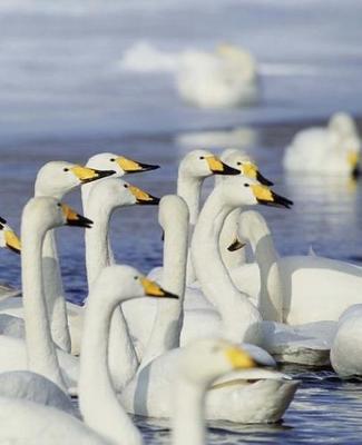 Winter Theme School Composition Book Gaggle Geese 130 Pages: (notebook, Diary, Blank Book)